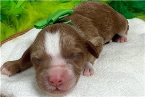 Knotts - Cavapoo for sale