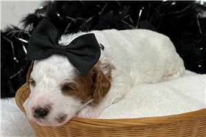 Melody - Cavapoo for sale