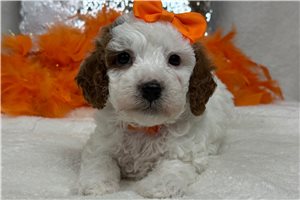 Maeve - Cavapoo for sale