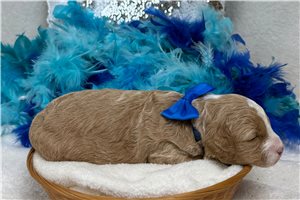 Pumpkin - Cavapoo for sale