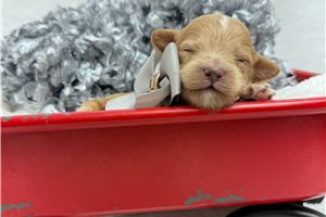Irving - Cavapoo for sale