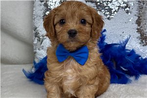 Teak - Cavapoo for sale