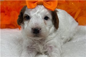 Maeve - Cavapoo for sale