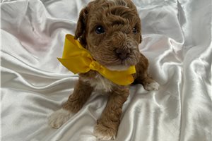 Gino - Cavapoo for sale