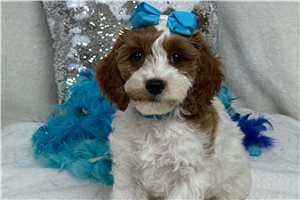 Madison - puppy for sale