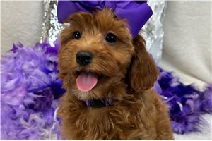 Willow - Cavapoo for sale