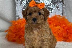 Tracey - Cavapoo for sale