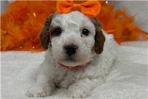 Maeve - Cavapoo for sale