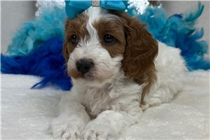 Madison - Cavapoo for sale