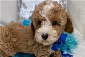 Pumpkin - Cavapoo for sale