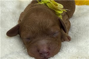 Tyler - puppy for sale