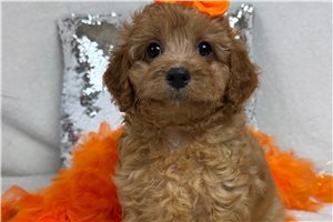 Tracey - Cavapoo for sale