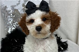 Melody - Cavapoo for sale
