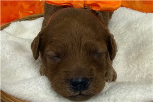 Tracey - Cavapoo for sale
