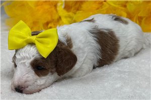 Millie - Cavapoo for sale