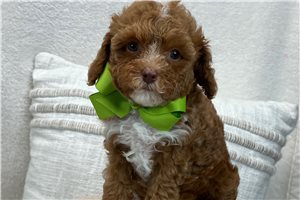 Shawn - Cavapoo for sale
