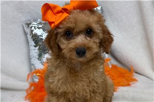 Tracey - Cavapoo, placed in Tyler / East TX