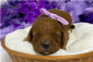 Teesha - Cavapoo for sale