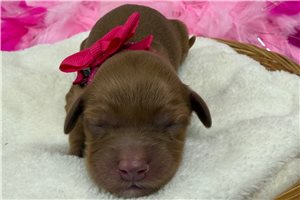 Tori - puppy for sale