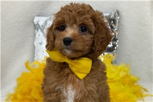 Atom - Cavapoo for sale