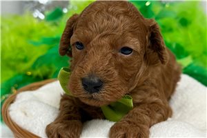 Tiana - Cavapoo for sale