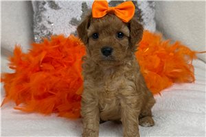 Tracey - Cavapoo for sale