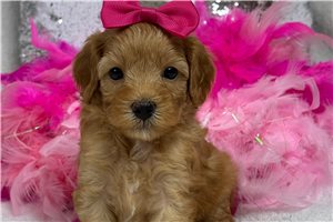 Tori - Cavapoo for sale