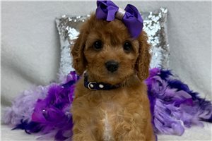 Teesha - puppy for sale