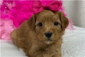 Tori - Cavapoo for sale