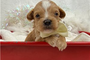 Gabriel - Cavapoo for sale