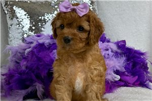 Teesha - Cavapoo for sale