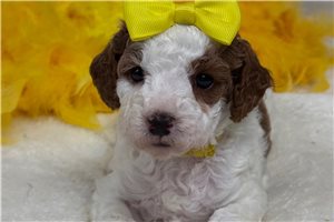 Millie - Cavapoo for sale