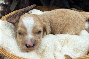 Polly - Cavapoo for sale