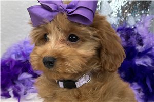 Stacey - Cavapoo for sale