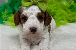 Maria - Cavapoo for sale