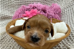 Nikki - Cavapoo for sale