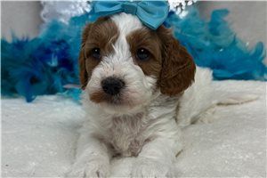 Madison - Cavapoo for sale