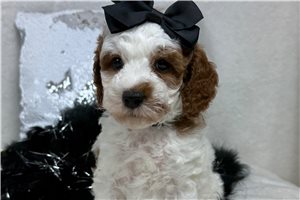 Melody - Cavapoo for sale