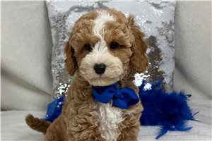Pumpkin - Cavapoo for sale