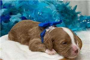 Klein - Cavapoo for sale