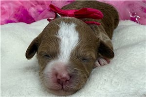 Leah - Cavapoo for sale