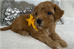 Tyler - Cavapoo for sale