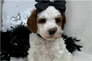 Melody - Cavapoo for sale