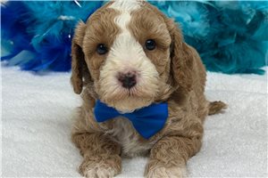 Pumpkin - Cavapoo for sale