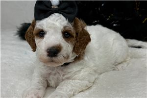 Melody - Cavapoo for sale