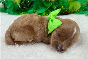 Gunner - puppy for sale