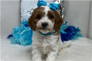Madison - Cavapoo for sale