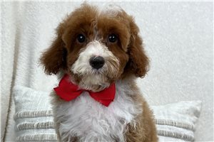 Seamus - puppy for sale