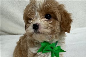 Peter - Cavapoo for sale