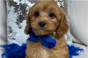 Teak - Cavapoo for sale